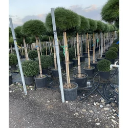 Japán fehérfenyő PINUS BREVIFLORA T150 K45