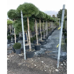 Japán fehérfenyő  PINUS BREVIFLORA T180 K45
