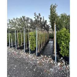 Vöröslevelű díszcseresznye   PRUNUS SERRULATA ROYAL BURGUNDY T200 8/10 K25