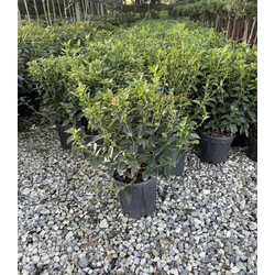 Téli bangita   VIBURNUM TINUS EVE PRICE K3