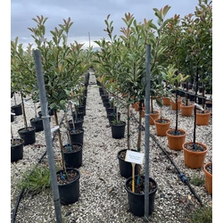 Rózsaszín tarka korallberkenye  PHOTINIA FRASERI PINK MARBLE T1/2 K12