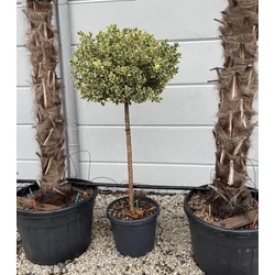 Közönséges magyal   ILEX AQUIFOLIUM ARGENTEOMARGINATA T1/2 80CM GÖMB K45