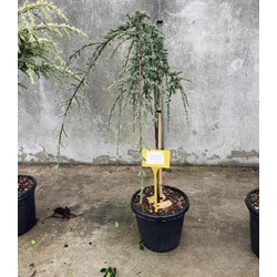 Kék csüngő atlasz cédrus CEDRUS ATLANTICA GLAUCA PENDULA T1/2 K25