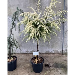 Sárga himalájai cédrus  CEDRUS DEODARA GOLDEN HORIZON T1/2 K35