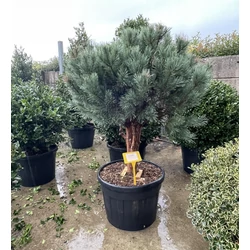 Törpe erdeifenyőPINUS SYLVESTRIS WATERERI TÖBBTÖRZSES 80/100 K90