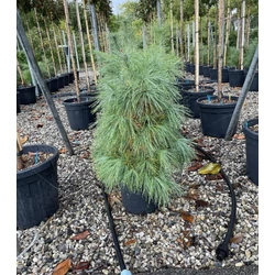 Himalájai selyemfenyő   PINUS WALLICHIANA K18