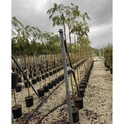 Selyemakác    ALBIZIA JULIBRISSIN 4/6 K12
