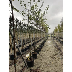 Közönséges júdásfa   CERCIS SILIQUASTRUM 8/10 K35