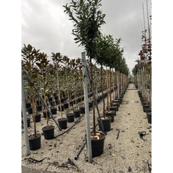 Közönséges babérmeggy PRUNUS LAUROCERASUS NOVITA T170 8/10 K45