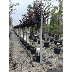 Vérszilva PRUNUS CERASIFERA PISSARDII NIGRA T3/4 K15