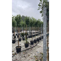 Közönséges babérmeggy PRUNUS LAUROCERASUS NOVITA T150 K25