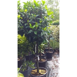 Közönséges babérmeggy  PRUNUS LAUROCERASUS NOVITA T1/2 14/+ 80CM KORONA K35
