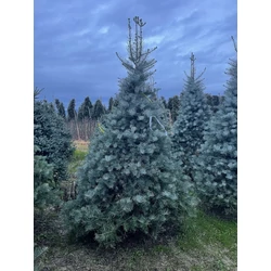 Kolorádói jegenyefenyő ABIES CONCOLOR 250/300  K210