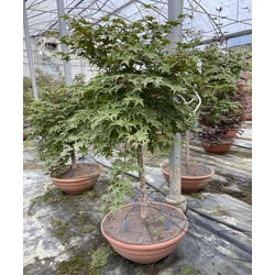 Japán juharACER PALMATUM DESHOJO BONSAI TÁLBAN K50