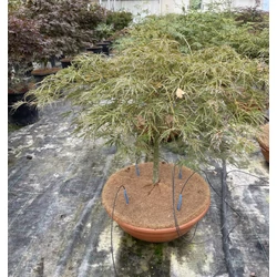 Japán juharACER PALMATUM ORNATUM BONSAI TÁLBAN K50