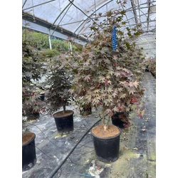 Japán juhar  ACER PALMATUM BLOODGOOD 160/+ K25