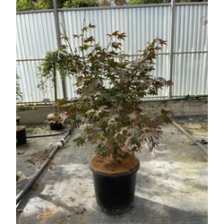 Japán juhar ACER PALMATUM OSAKAZUKI 160/+ K25