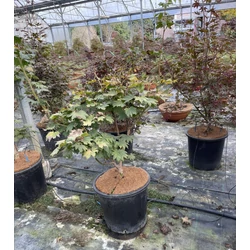 Japán juhar ACER JAPONICUM VITIFOLIUM 160/+ K25