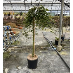 Japán juhar  ACER PALMATUM RYUSEN T80 K10