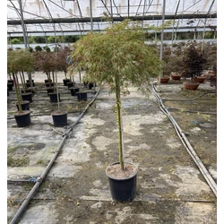 Szeldelt levelű japán juharACER PALMATUM DISSECTUM VIRIDIS T100 K15