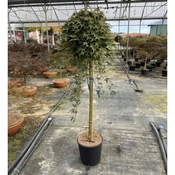 Japán juhar ACER PALMATUM RYUSEN T120 K15