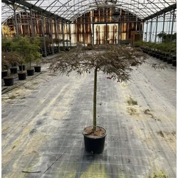 Szeldelt levelű japán juhar ACER PALMATUM DISSECTUM INABA-SHIDARE T80 K12