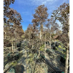 Japán juhar  ACER PALMATUM FIREGLOW OSZLOP 300/+ K285