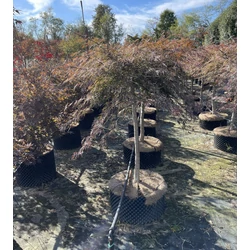 Szeldelt levelű japán juhar ACER PALMATUM DISSECTUM INABA-SHIDARE T1/2 K160