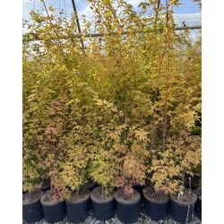 Japán juhar ACER PALMATUM SANGO KAKU 150/+ K18