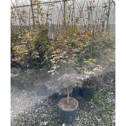 Japán juharACER PALMATUM OSAKAZUKI 100/+ K18