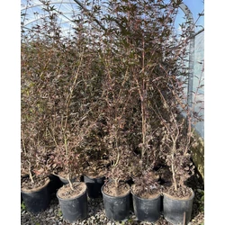 Japán juharACER PALMATUM SKEETER&#039;S BROOM 100/+ K18