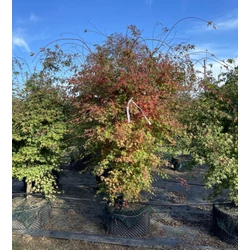 Japán juhar ACER PALMATUM 300/+ K210