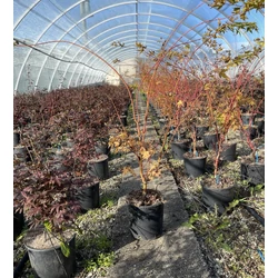 Japán juharACER PALMATUM SANGO KAKU 40/60 K5