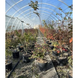 Japán juharACER PALMATUM DESHOJO 40/60 K5