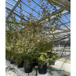 Japán juhar ACER PALMATUM DESHOJO 175/+ K18