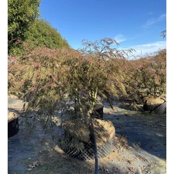 Szeldelt levelű japán juhar ACER PALMATUM DISSECTUM INABA-SHIDARE 130/+ EXTRA K160