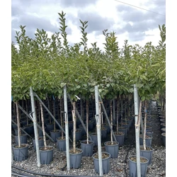 Cseresznye PRUNUS AVIUM FAJTÁK T1/2 K15