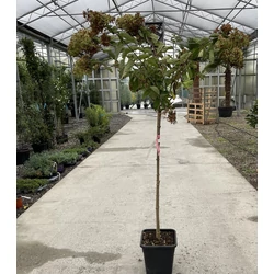 Bugás hortenzia  HYDRANGEA PANICULATA GRANDIFLORA T1/2 K14