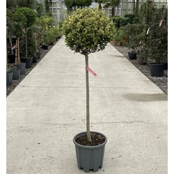 Aranytarka télizöld fagyalLIGUSTRUM OVALIFOLIUM AUREUM T1/2 40/50 K18