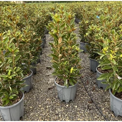 Örökzöld liliomfa   MAGNOLIA GRANDIFLORA ALTA K18