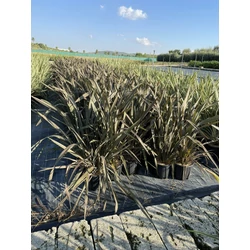 Vászonfű  PHORMIUM TENAX PURPUREUM K7/10