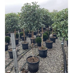Örökzöld korallberkenyePHOTINIA FRASERI RED ROBIN T1/2 8/10 60/70 K35