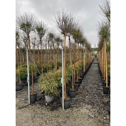Gömb csepleszmeggy PRUNUS FRUTICOSA GLOBOSA T200 10/12 K30