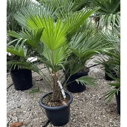 Kínai kenderpálma CHAMAEROPS EXCELSA T70/80 K45