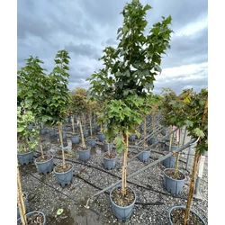 Gömbjuhar    ACER PLATANOIDES GLOBOSUM T1/2 K18