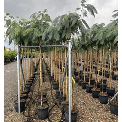 Selyemakác    ALBIZIA JULIBRISSIN OMBRELLA T200 6/8 K18