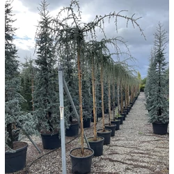Csüngő atlasz cédrus   CEDRUS ATLANTICA GLAUCA PENDULA T200 16/18 K110