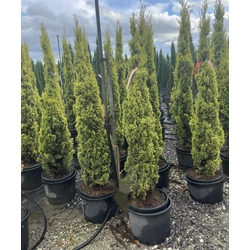 Európai ciprus   CUPRESSUS SEMPERVIRENS SWWANES GOLD 150/175 K25