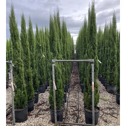 Európai ciprus   CUPRESSUS SEMPERVIRENS TOTEM 200/250 K25