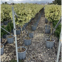 Tarka japán fagyal  LIGUSTRUM LUCIDUM EXCELSUM SUPERBUM T1/2 40/50 GÖMB K18